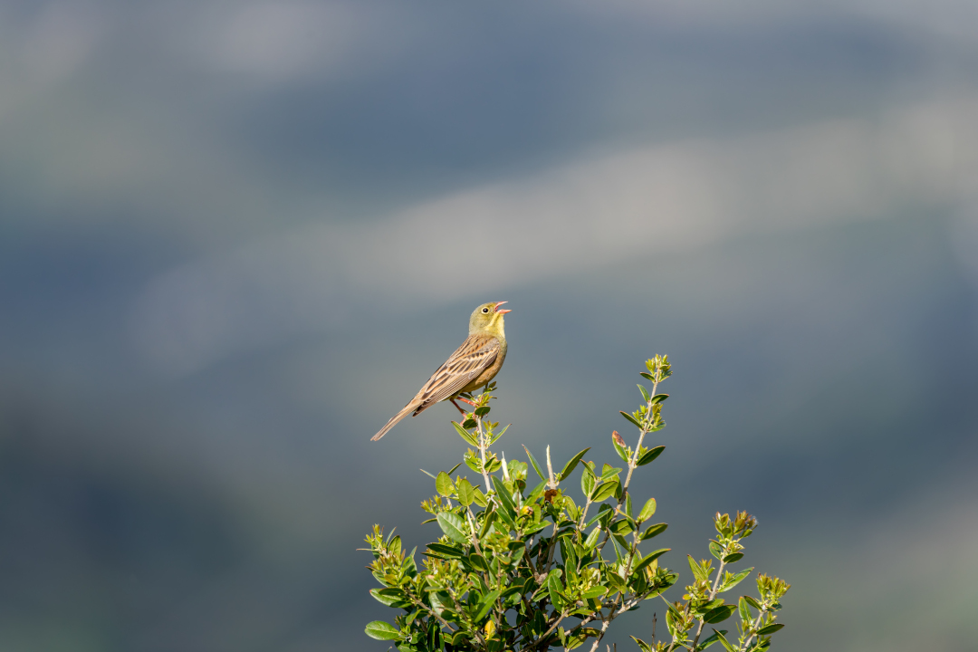 Ortolan